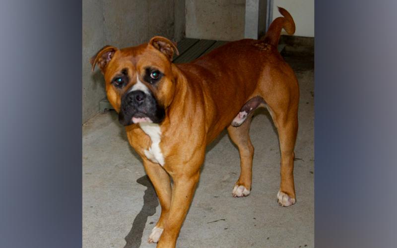 This male, Boxer mix was picked up in McCaysville July 22. He has a red coat with black facial features and a crooked tail. View this cutie using intake number 244-21.