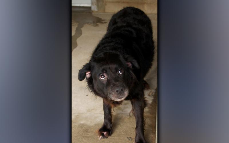 This female mix was picked up on Sparks Road in Morganton July 19. She has a shaggy, black coat and is older. View this sweetie using intake number 229-21.