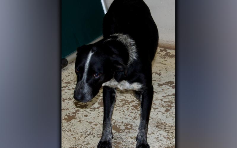 This male mix was surrendered by his owner July 15. He has a pretty black and speckled coat. View this good boy using intake number 229-21.