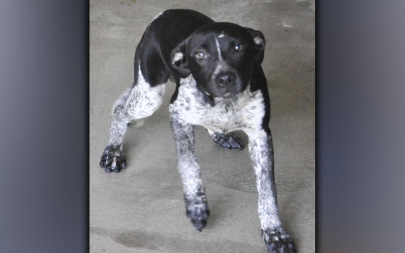 This female mix was picked up on Joy Road in McCaysville June 29. She has a white and black speckled coat. View this pretty girl using intake number 209-21.