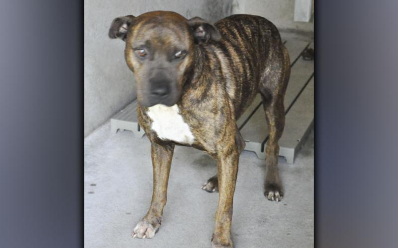 This male Bulldog mix was picked up at the Riverwalk Shops in McCaysville June 18. He has a brown, brindle coat. View this boy using intake number 197-21.