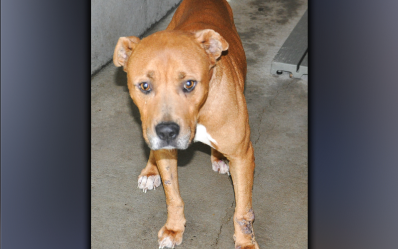 This male Boxer mix was left at animal control June 5, and volunteers call him Marty. He has a light brown coat with white toes. View this sweetie using intake number 182-21.