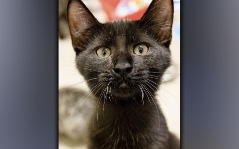 The Humane Society of Blue Ridge cat of the week is Zefir