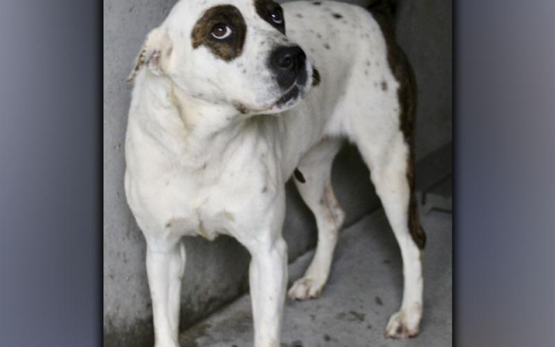 This female mix was picked up on Silk Oak Lane in Blue Ridge July 28. Her short-haired coat is white with some large and small dark brown spots. To view her use intake number 267-21.