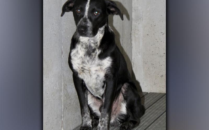 This female mix was picked up by Animal Control on Westview Drive in Blue Ridge July 28. This young girl has a short white coat with medium brown markings. View her using intake number 269-21.