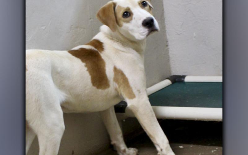 This male lab mix was surrendered by his owner at Animal Control July 15. He is medium size with a short black coat and white markings on his chest, face and front paws. View him using intake number 229-21.