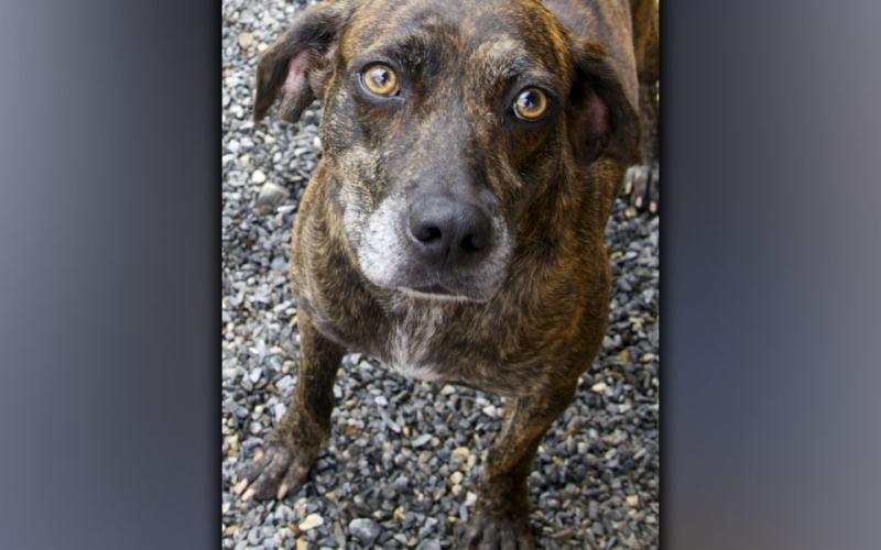 This female Plott Hound was dropped off at animal control August 18. She has a caramel brindle coat. View this pretty girl using intake number 296-21.