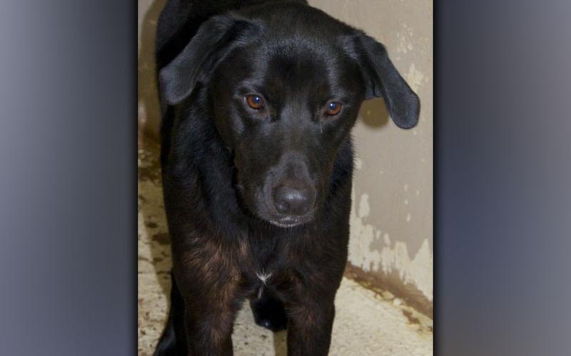 This male Lab mix was found on Highway 60 in Morganton August 18. He has a black coat with cognac-colored eyes. View this good boy using intake number 297-21.