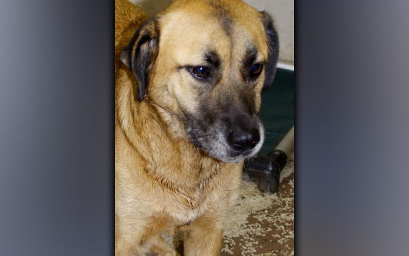 This male Hound mix was found on Highway 60 in Morganton August 18. He has a blonde coat with a five o’clock shadow. View this sweetie using intake number 298-21.