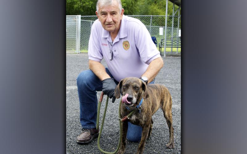 This female Plott Hound mix, who volunteers call Gemma, was picked up on Cutcane Road in Mineral Bluff August 18. She has a caramel-brindle coat with beautiful tan eyes. View this pretty girl using intake number 296-21. She is shown with animal control Interim Manager J.R. Cornett.