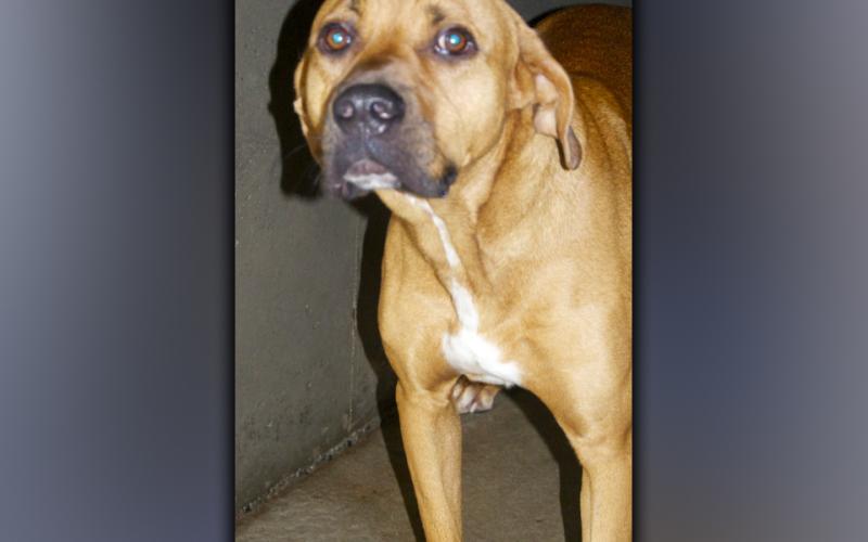 This male mix, who volunteers call Hank, was picked up at Subway in McCaysville August 17. He has an orange coat with a 5 o’clock shadow. View this good boy using intake number 295-21.