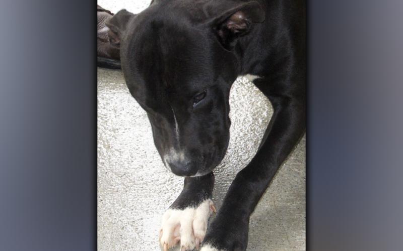 This female mix, who volunteers call Olivia, was picked up in Epworth July 24. She has a pretty black coat with white toes. View this playful gal using intake number 248-21.