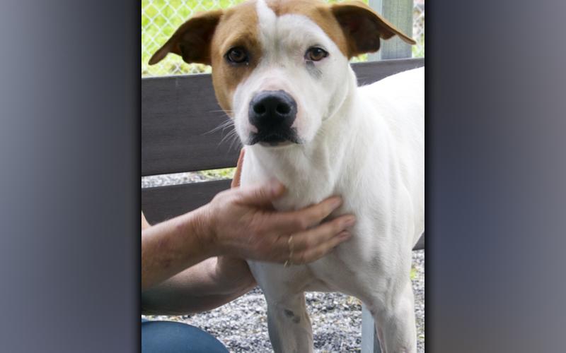 This female mix named Cocoa was surrendered by her owner May 14. This gal has a white coat with orange spots. View this sweetie using intake number 161-21.