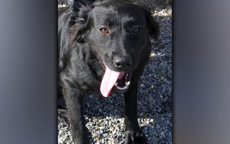This female Border Collie mix was picked up on Quiet Lane in Blue Ridge August 11. She has a long, black coat. View this sweetie using intake number 282-21.