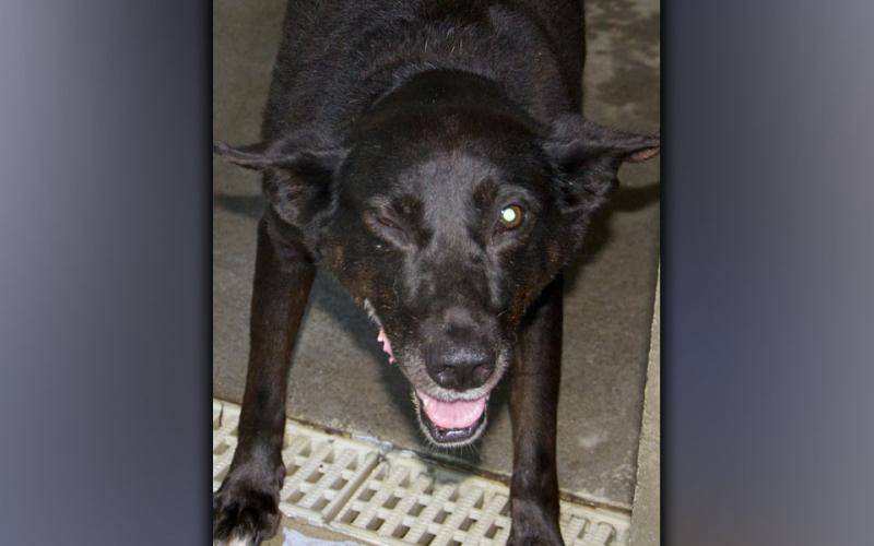 This female Shephard mix was picked up in Morganton August 5. She has a short, black coat. She was winking in the photo. View her using intake number 281-21.