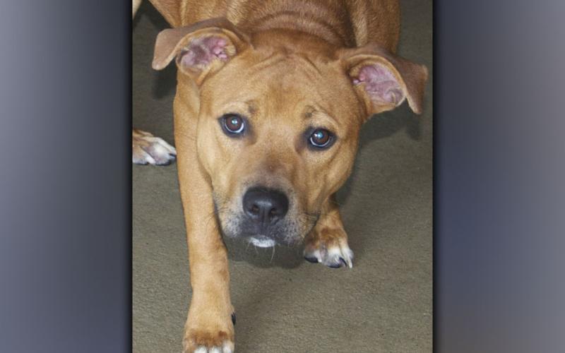 This male Lab mix was surrendered by his owner August 4. He has a coarse, strawberry blonde coat. View this sweet boy using intake number 280-21.