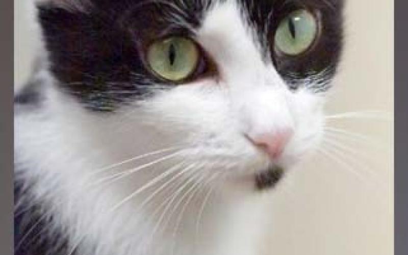 The Humane Society of Blue Ridge cat of the week is Sofia. She is a seven-month-old tuxedo beauty who has been a good young mom to her four kittens, but now she is looking forward to the single life! Sofia is super sweet, active and playful. She loves to be up high and spends a lot of time bird watching from her screened porch at the Adoption Center. Sofia is friendly with other felines once she gets to know them. Contact the Adoption Center at 706-632-4357 to schedule a meet and greet with Sofia. She is mi