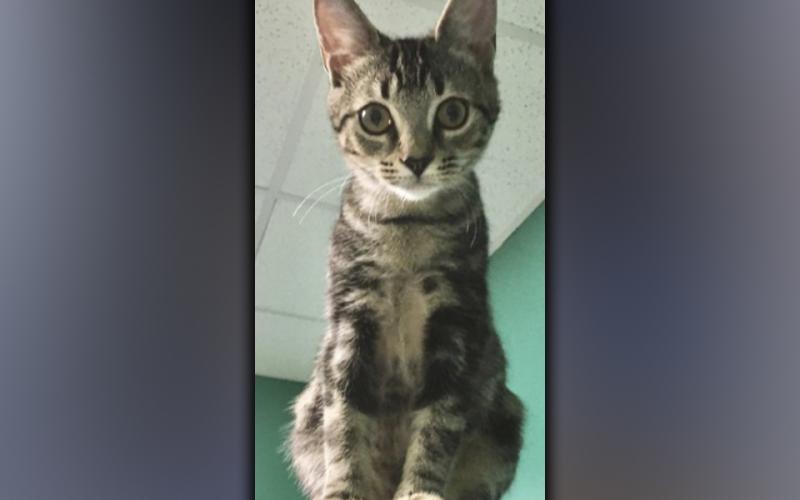 Purrcy
