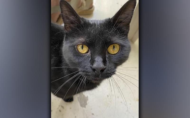 The Humane Society of Blue Ridge cat of the week is Lucille. This one-year-old beauty came to the Adoption Center as a kitten and continues to wait patiently to be adopted. Lucille has a beautiful velvety coat and stunning gold eyes. She is calm, relaxed and happy to meet new people. She gets along with other cats once she gets to know them. Lucille is spayed, microchipped and up to date on her vaccinations. Contact the Adoption Center at 706-632-4357 for more information about this beauty.