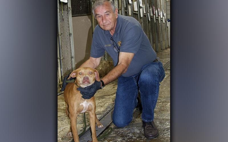 This male Fiest mix was picked up on Violet Lane in Mineral Bluff September 7. He has an orange-brown coat with white toes. View him using intake number 317-21. He is shown with animal control Interim Manager J.R. Cornett.
