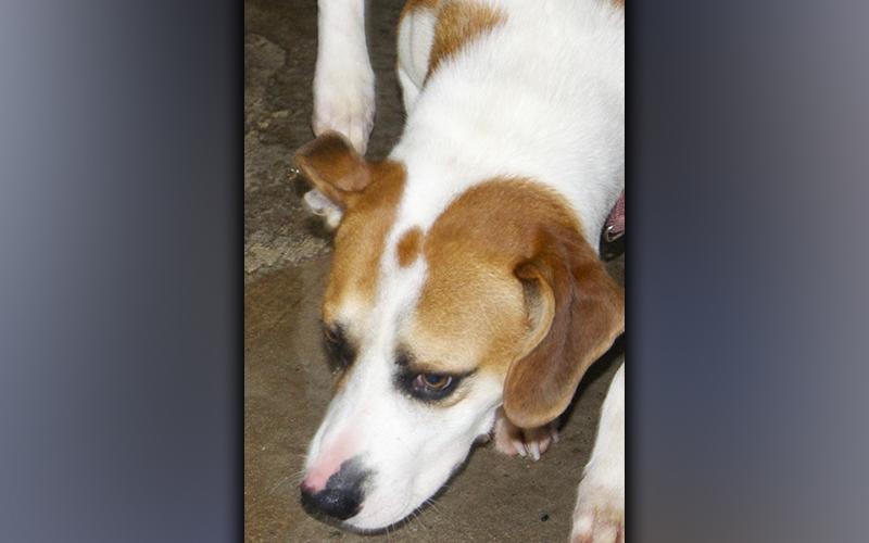 This male mix was found on Aska Road September 4, then dropped off at animal control. He has a white and orange coat. View this boy using intake number 318-21.