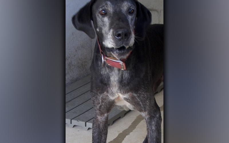 This male Great Dane was picked up on Newberry Drive in Mineral Bluff September 2. He has a black coat with white around his face. View this big guy using intake number 316-21.