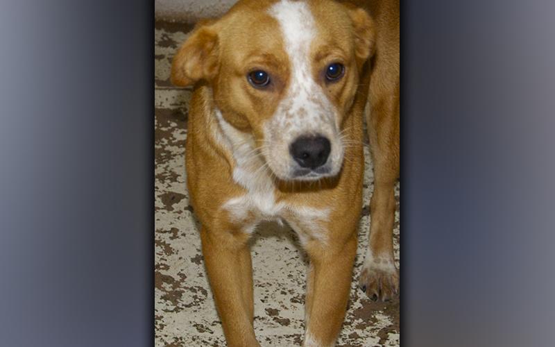 This female mix was picked on River Hills Road in McCaysville September 4. She has an orange and white coat. View this good girl using intake number 315-21.