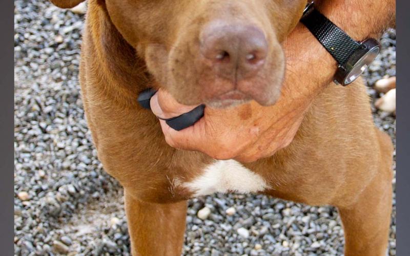 This male mix was surrendered by his owner August 4. He has a chocolate coat with light brown eyes. View this sweetie using intake number 280-21.