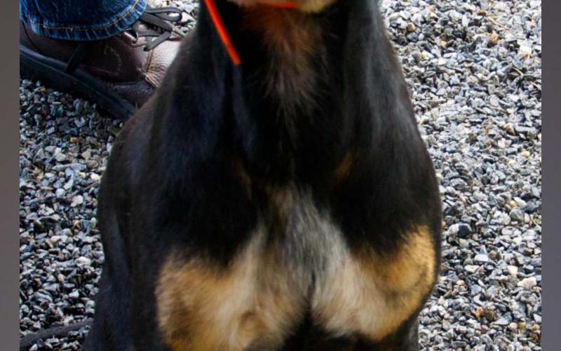 This male Hound was picked up on Old Highway 76 in Morganton September 14. He has a black and brown coat. View this playful boy using intake number 322-21.
