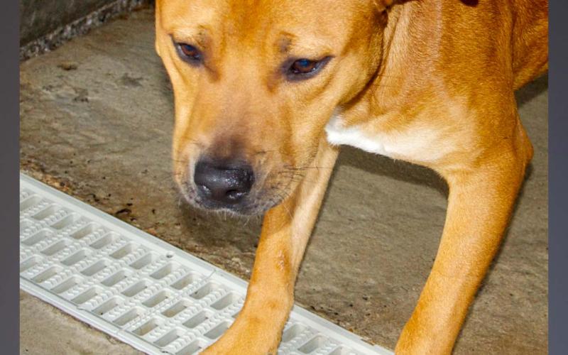 This male Lab mix was picked up on Hardscrabble Road in Mineral Bluff September 10. He has an orange coat. View this good boy using intake number 319-21.