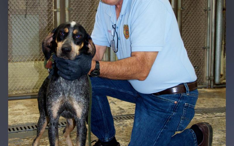This female Hound was picked up on Old Highway 76 in Morganton September 14. She has a black and brown coat. View this cutie using intake number 323-21. She is shown with animal control Interim Manager J.R. Cornett.