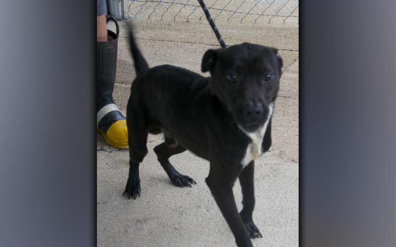 This male Lab mix was picked up on Scenic Drive in Blue Ridge August 28. He has a black coat with a white chest. View this boy using intake number 308-21.