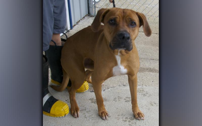 This male Hound mix, who volunteers call Hank, was picked up at Subway in McCaysville August 17. View this sweet boy using intake number 295-21.