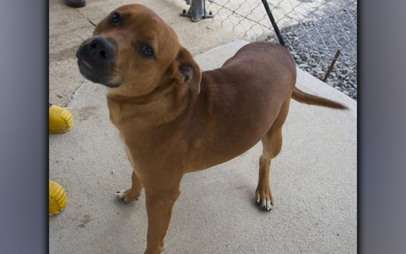 This male mix was surrendered by his owner August 4, and his name is Max. He has a short, red coat. View this cutie using intake number 280-21.