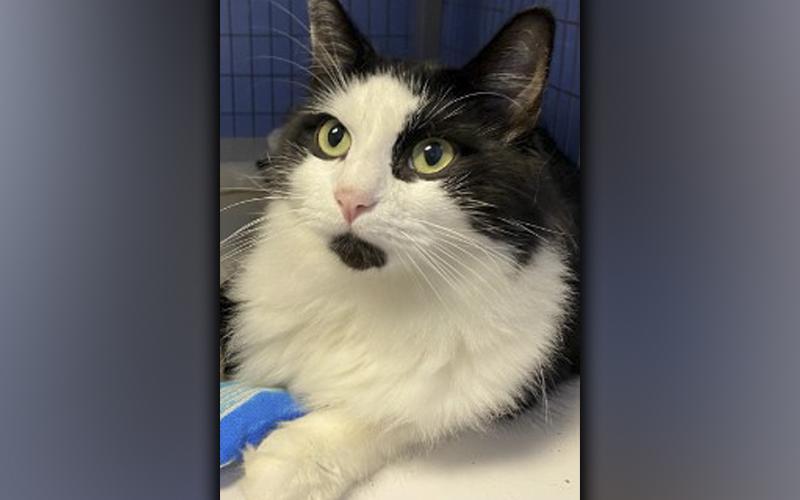 The Humane Society of Blue Ridge cat of the week is Matisse. This handsome two-year-old is very active and playful, and he is always in search of his next toy to pounce on. Matisse has a thick, beautiful coat that will need regular brushing to keep him looking his best. He loves people and gets along well with his suitemates once he gets to know them. Matisse is neutered, microchipped and up to date on his vaccinations. Contact the Adoption Center at 706-632-4357 to schedule a visit with this amazing little