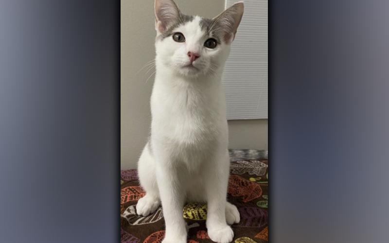 The Humane Society of Blue Ridge cat of the week is Zip. This five-month-old cutie may look so innocent, but behind those sparkling eyes is a little guy with a whole lot of energy! Zip loves to run and will chase anything that moves. He is always up for a new game. When he finally wears himself out, he is a soft, cuddly bundle of love. Zip is neutered, microchipped and up to date on his vaccinations. Contact the Adoption Center at 706-632-4357 to set up a visit with Zip.