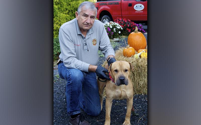 This male Shar Pei mix was picked up at Ingles in Blue Ridge Thursday, October 21. He has a blonde coat with a five o’clock shadow. View this good boy using intake number 361-21. He is shown with animal control Interim Manager J.R. Cornett.