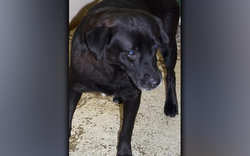 This male Pointer mix was picked up on Highway 5 near the hospital Thursday, October 21. He has a black coat. View this guy using intake number 262-21.