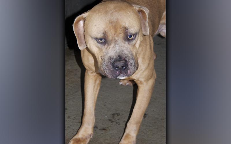 This male Boxer mix was picked up on Haygood Road in Mineral Bluff October 18. He is fawn colored with tan eyes. View him using intake number 355-21.