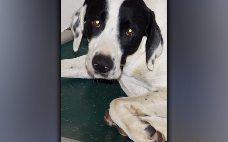 This female Lab mix was picked up on Highway 60 in Morganton October 15. She has a white coat with black spots. View this sweetheart using intake number 354-21.