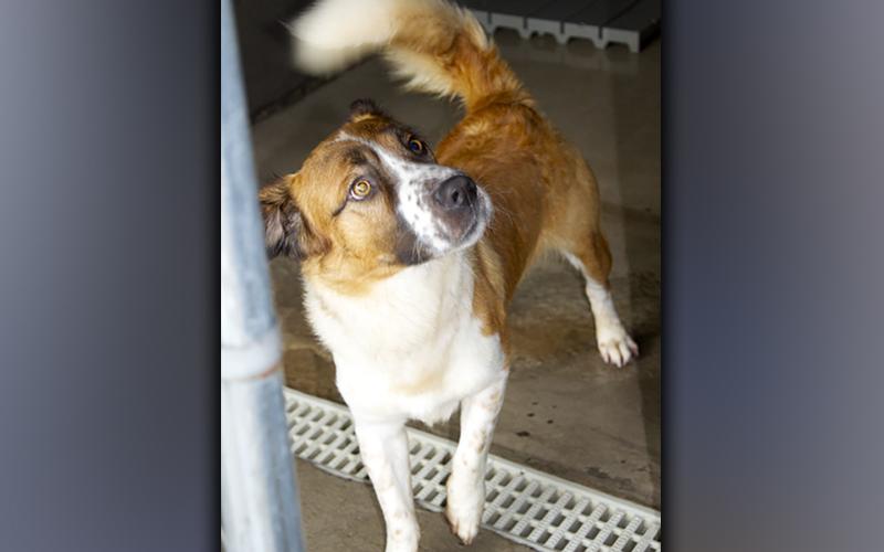 This male mix, named Diogee, was surrendered by his owner July 2. He has a white and orange-brown coat. View this cute guy using intake number 215-21.