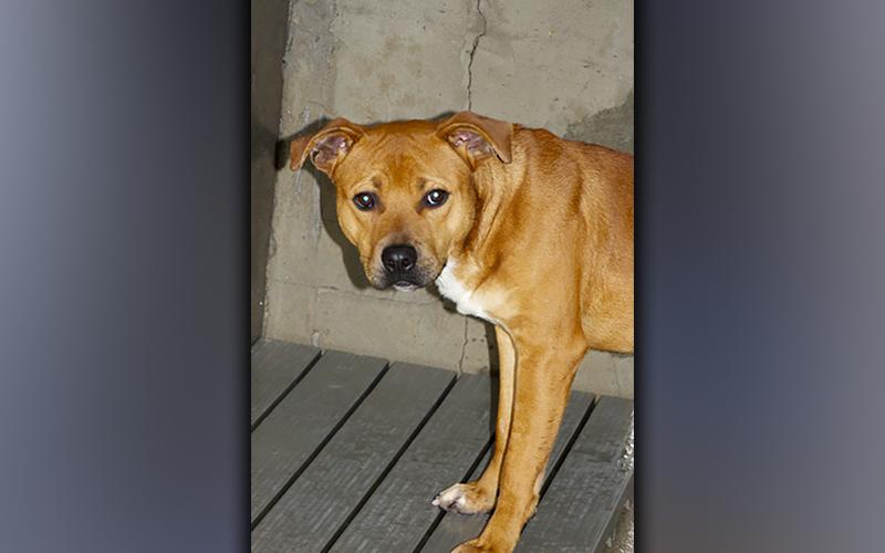 This male Lab mix, named Tike, was surrendered by his owner August 4. He has an orange coat. View this sweetie using intake number 280-21.
