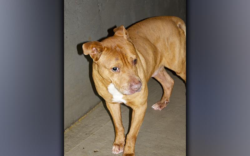 This male Bulldog mix was picked up on Jolley Way in Blue Ridge July 30. This guy has an orange coat. View him using intake number 271-21.