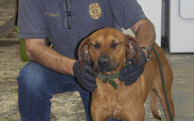 This male Hound was dropped off at animal control October 14. He has a short, brown coat and is very well behaved. View this cutie using intake number 351-21. He is shown with animal control Interim Manager J.R. Cornett.