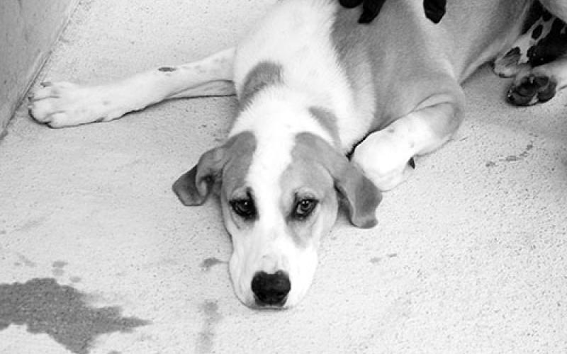 This male Hound was dropped off at animal control October 14. He has a white coat with orange spots. View this good boy using intake number 352-21.