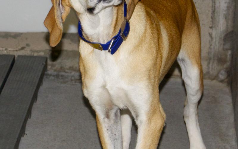 This male Hound was dropped off at animal control October 14. He has a blonde and white coat. View this sweetie using intake number 253-21.