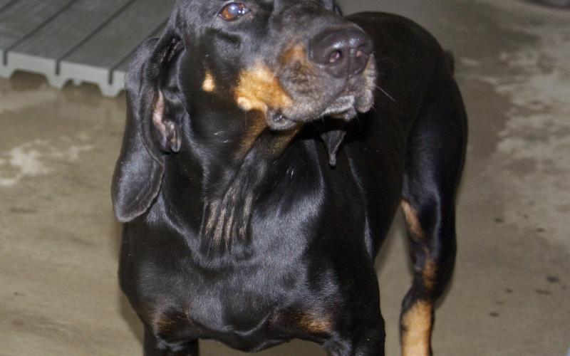 This female Hound was picked up on Aska Road in Blue Ridge October 14. She has a beautiful black and tan coat. View her using intake number 350-21.