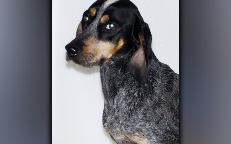 This sweet, female Hound mix was picked up off Old Highway 76 in Morganton September 14. She has a salt and pepper coat with brown feet and eyebrows. View her using intake number 323-21.