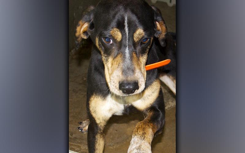 This cute, male Hound mix was picked up off Old Highway 76 in Morganton September 14. He has a black and brown coat. View this playful boy using intake number 322-21.