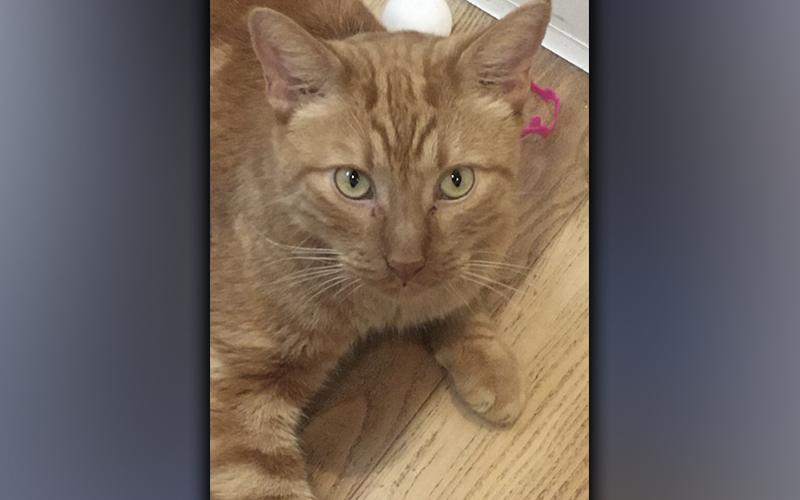 The Humane Society of Blue Ridge cat of the week is Colby. He is two years old and has an orange coat with gorgeous swirl patterns. Colby is an easy-going guy who gets along well with his suitemates. He is friendly with people and seems content to relax in a quiet spot. Colby is neutered, microchipped and up to date on his vaccinations. Contact the Adoption Center at 706-632-4357 to set up a visit with this fabulous feline.